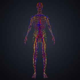 3D model Arteries, veins and nerves